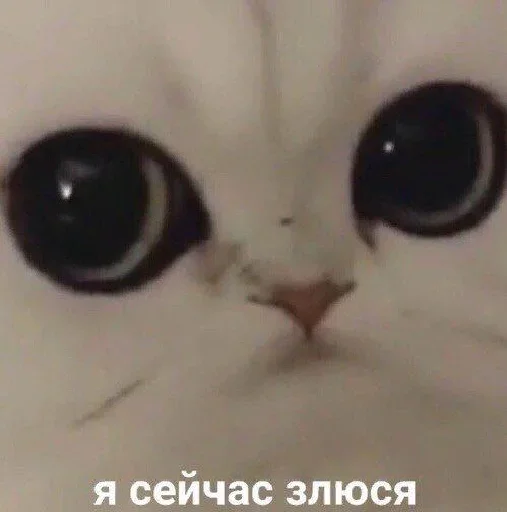 🤬 Стикер «Стикеры одинокой бабули» для Telegram