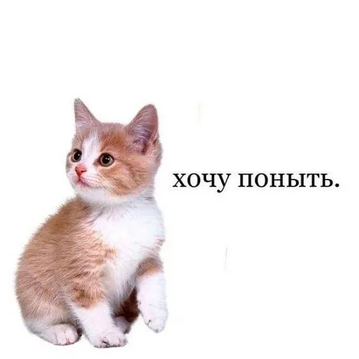 🥲 Стикер «Стикеры одинокой бабули» для Telegram