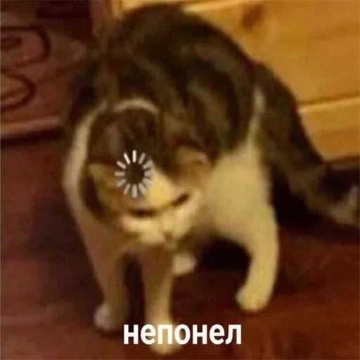 🤔 Стикер «Стикеры одинокой бабули» для Telegram