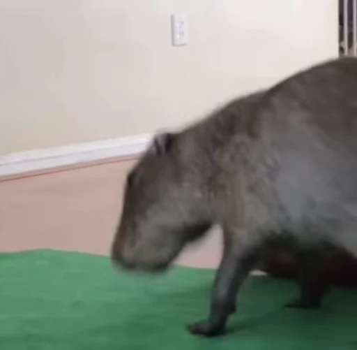 😙 Стикер «GrandPa Capybaras» для Telegram