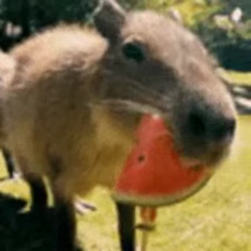 😗 Стикер «GrandPa Capybaras» для Telegram