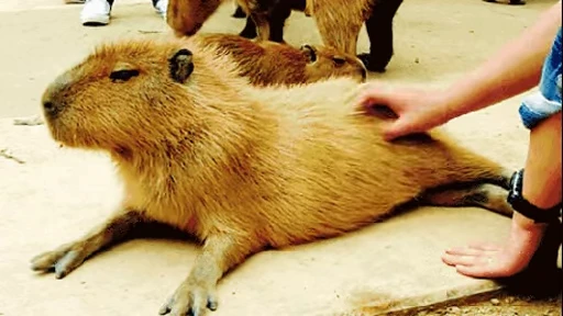 Стикерпак GrandPa Capybaras для Telegram — скачать