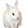 🐰 Эмодзи «gray» для Telegram