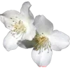 🤩 Эмодзи «gray #adaptive» для Telegram