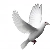 🕊 Эмодзи «🕊 gray emoji» для Telegram