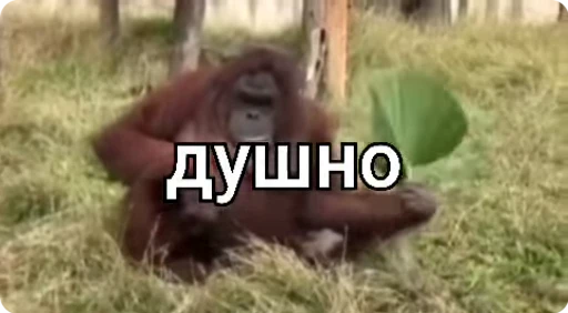 ☘ Стикер «Манки Пон» для Telegram