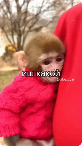 😁 Стикер «Манки Пон» для Telegram