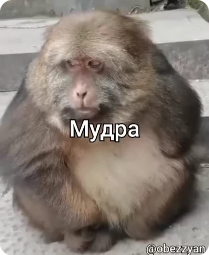 ☝️ Стикер «Манки Пон» для Telegram