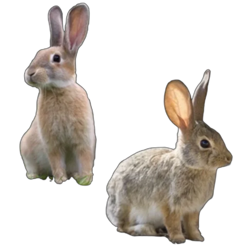 🐰 Стикер «запах весны» для Telegram