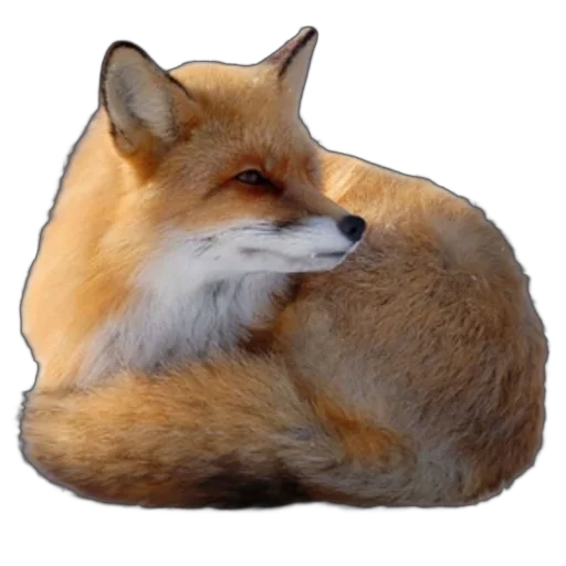 🦊 Стикер «запах весны» для Telegram