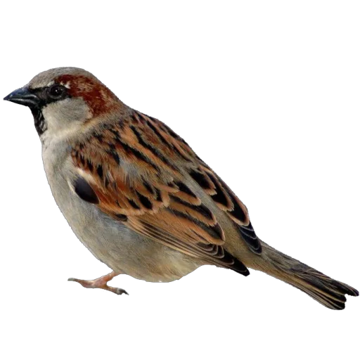 🐦 Стикер «запах весны» для Telegram