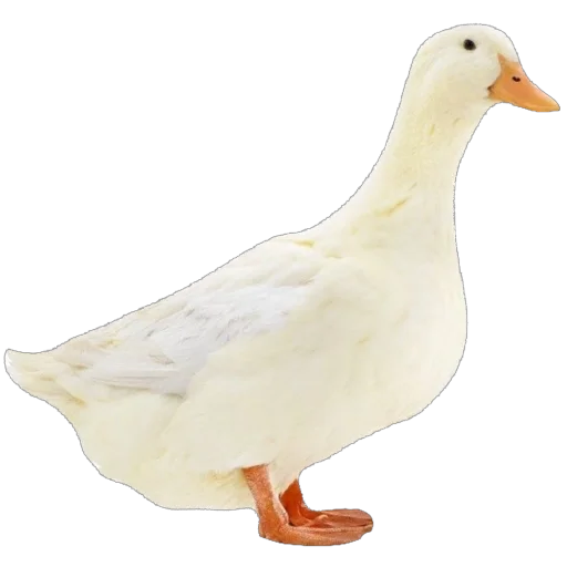 🦆 Стикер «запах весны» для Telegram