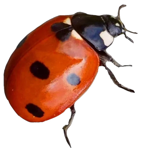 🐞 Стикер «запах весны» для Telegram