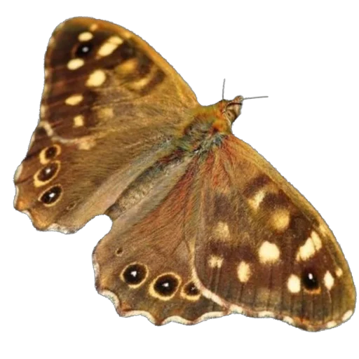 🦋 Стикер «запах весны» для Telegram