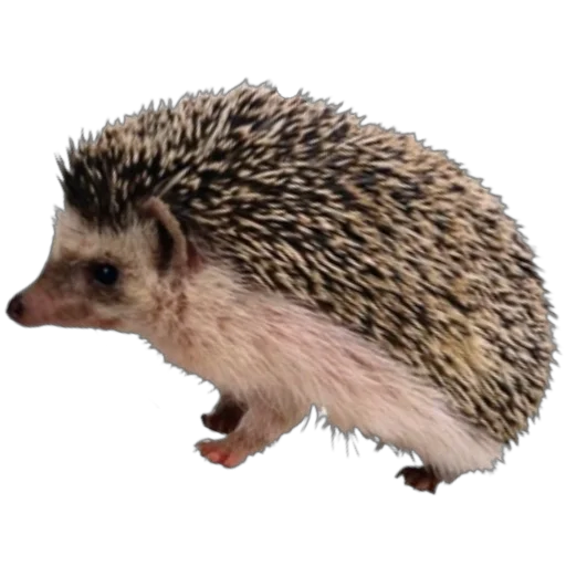 🦔 Стикер «запах весны» для Telegram