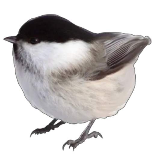 🐦 Стикер «запах весны» для Telegram