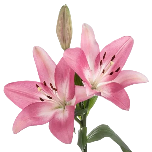 Стикерпак Green Pink для Telegram — скачать