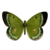 🦋 Эмодзи «Зелëный» для Telegram