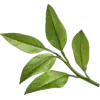 🤩 Эмодзи «green witch» для Telegram