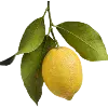 🍋 Эмодзи «green witch» для Telegram