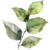 🤩 Эмодзи «green witch» для Telegram