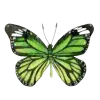 🦋 Эмодзи «green witch» для Telegram
