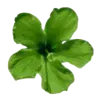 🌺 Эмодзи «green witch» для Telegram