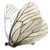 🦋 Эмодзи «green witch» для Telegram