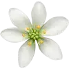 🤩 Эмодзи «green witch» для Telegram