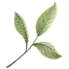🌱 Эмодзи «green witch» для Telegram
