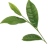 🪴 Эмодзи «green witch» для Telegram