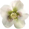 🌸 Эмодзи «green witch» для Telegram
