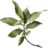 🤩 Эмодзи «green witch» для Telegram