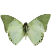 🦋 Эмодзи «૮꒰ ｡っ -｡꒱ఎ ⃝ ⊹ ◜ ♡ 𝅭» для Telegram
