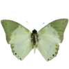 🦋 Эмодзи «૮꒰ ｡っ -｡꒱ఎ ⃝ ⊹ ◜ ♡ 𝅭» для Telegram