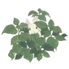 🐇 Эмодзи «green #color #green» для Telegram