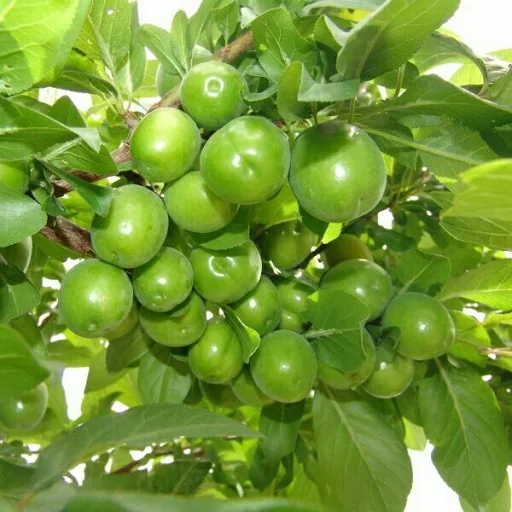 Стикерпак Green Time для Telegram — скачать