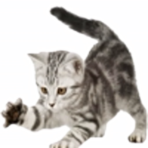 🐈‍⬛ Эмодзи «grey vibe» для Telegram