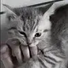 🌟 Эмодзи «grey vibe» для Telegram