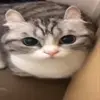 🤯 Эмодзи «Kittens #kittens» для Telegram