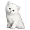 🐱 Эмодзи «Kittens #kittens» для Telegram