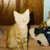 😁 Эмодзи «Kittens #kittens» для Telegram