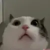 🤯 Эмодзи «Kittens #kittens» для Telegram