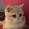 👍 Эмодзи «Kittens #kittens» для Telegram