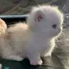 🌟 Эмодзи «Kittens #kittens» для Telegram