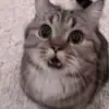 ♟ Эмодзи «Kittens #kittens» для Telegram