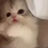 🌟 Эмодзи «Kittens #kittens» для Telegram