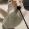 🐾 Эмодзи «Kittens #kittens» для Telegram