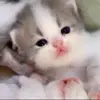 ❤️ Эмодзи «Kittens #kittens» для Telegram