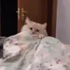 😠 Эмодзи «Kittens #kittens» для Telegram